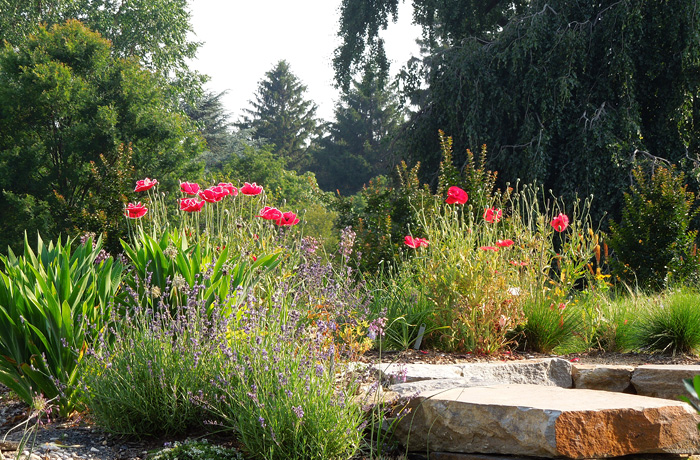Poppies in Summer at the Mansion Circle Garden