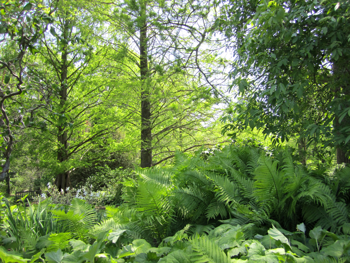 Trees and ferns in Larrabee Garden