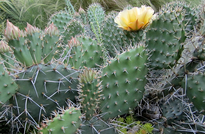 Cactus at Cylburn Arboretum