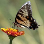 Tiger swallow butterfly landing on a flower