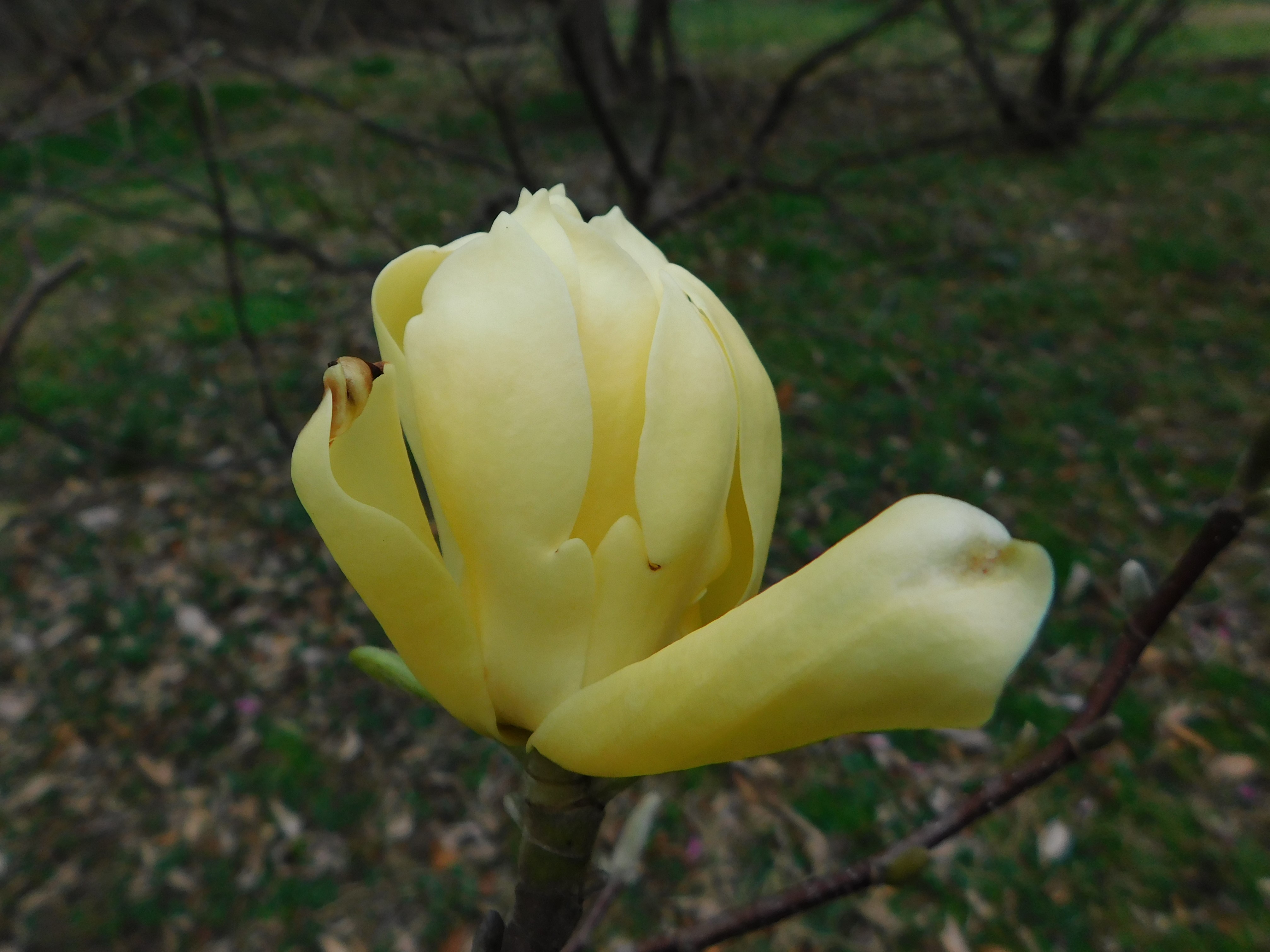 Cylburn Tour April 7 Magnolia Yellow Butterfly Cylburn Arboretum Friends