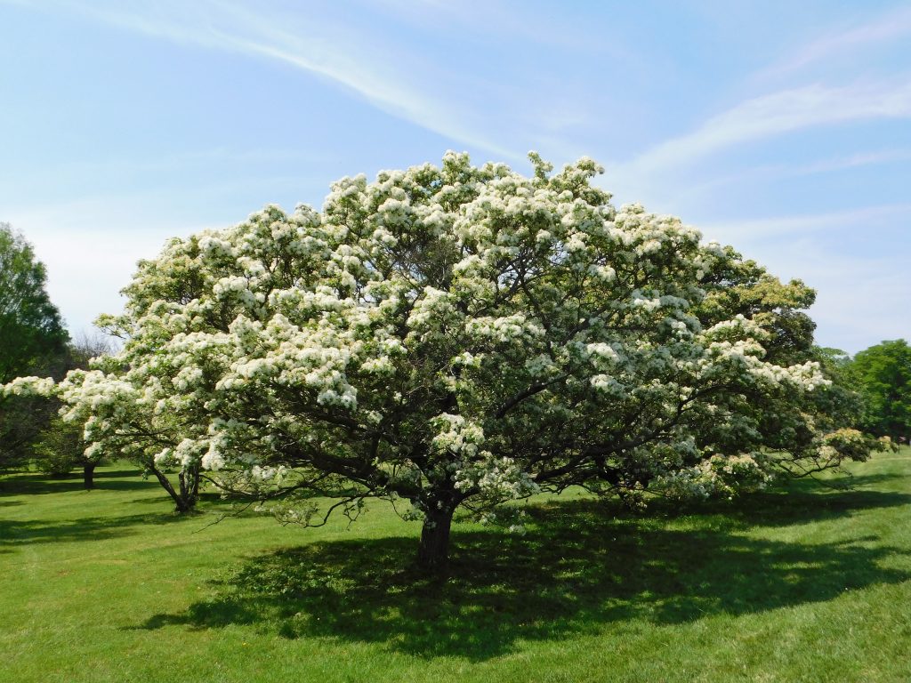Blog Fringe Tree Cylburn Arboretum Friends