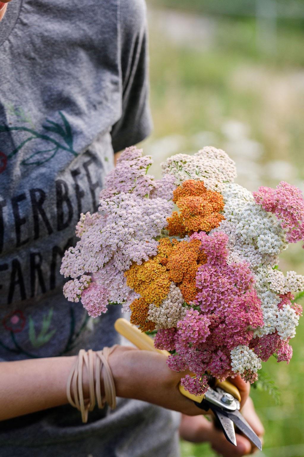 Eat, Sleep, Garden: Top Annuals for Your Cut Flower Garden - Cylburn ...