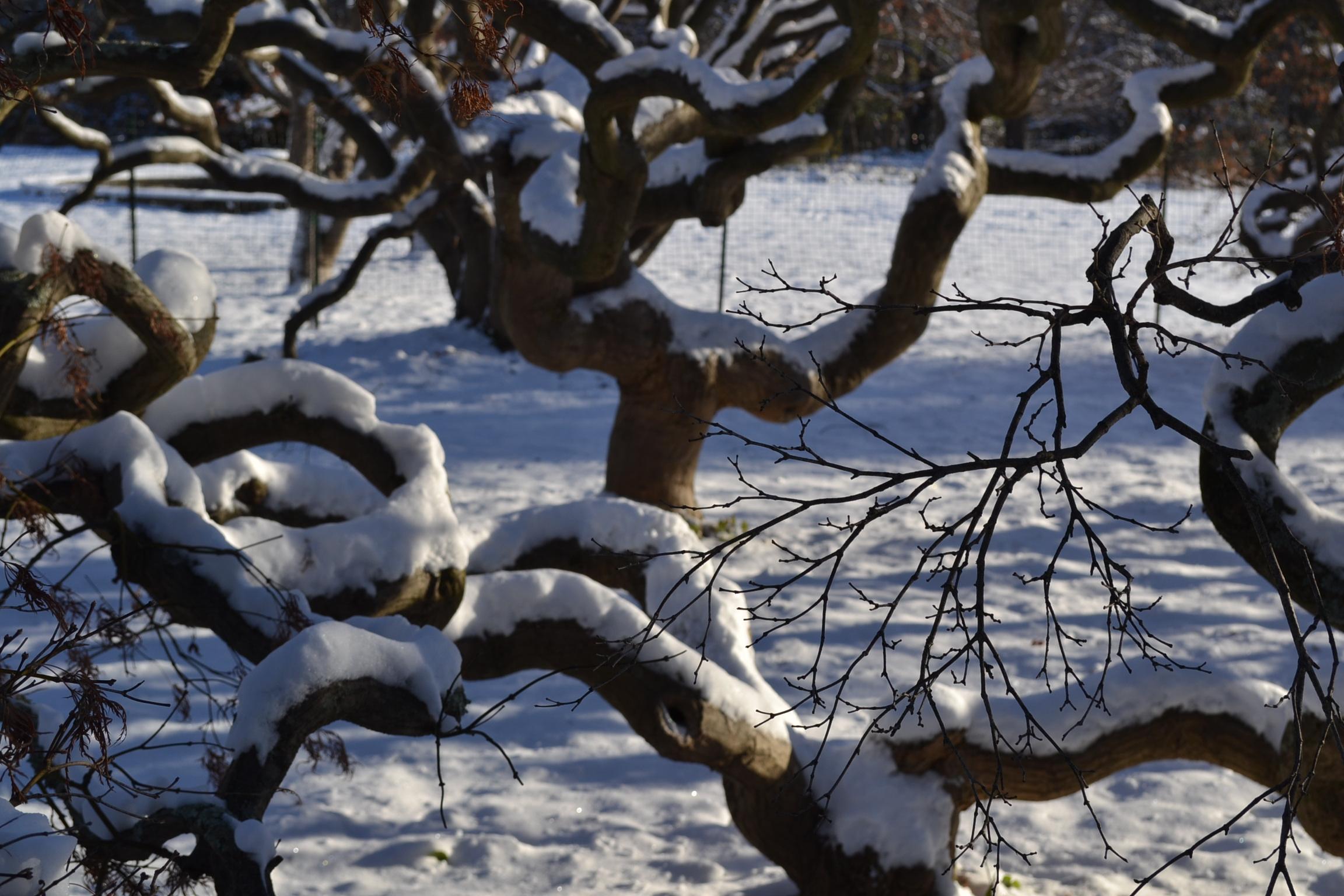 Tree Time: Winter Solstice II