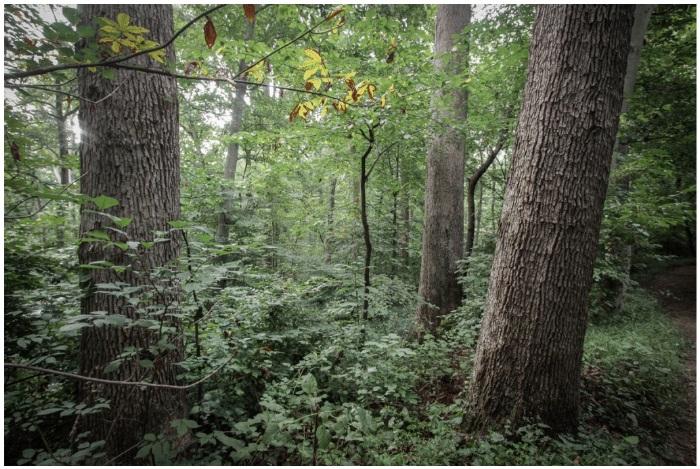 Horticulture Culture: Impressive Tree Ages