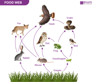 Food-web - Cylburn Arboretum Friends