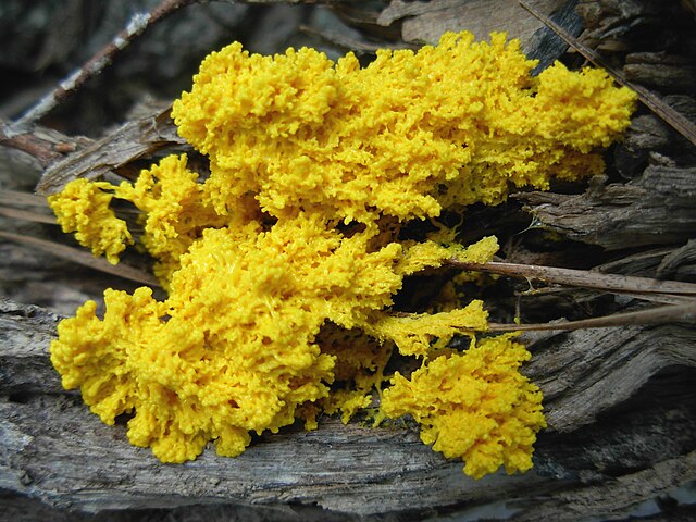Slime_Mold_On_Deadwood
