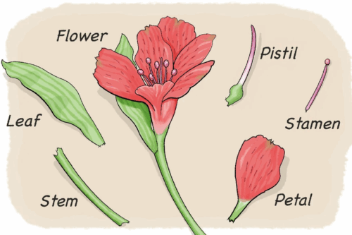 flowerdissection